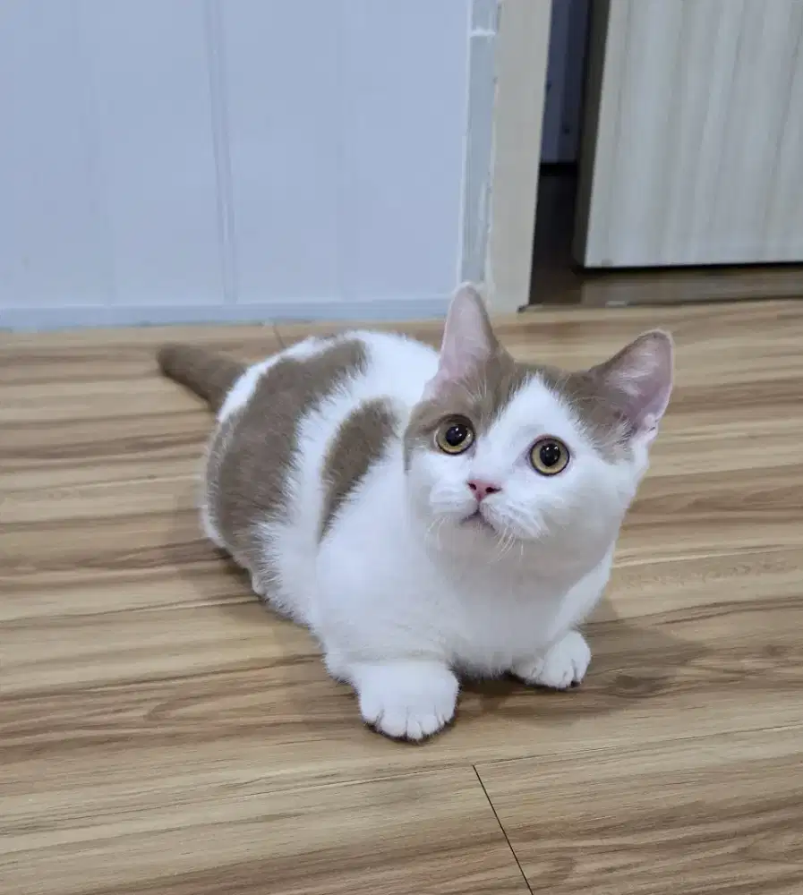 MALE BSH Munchkin Bico Cinnamon