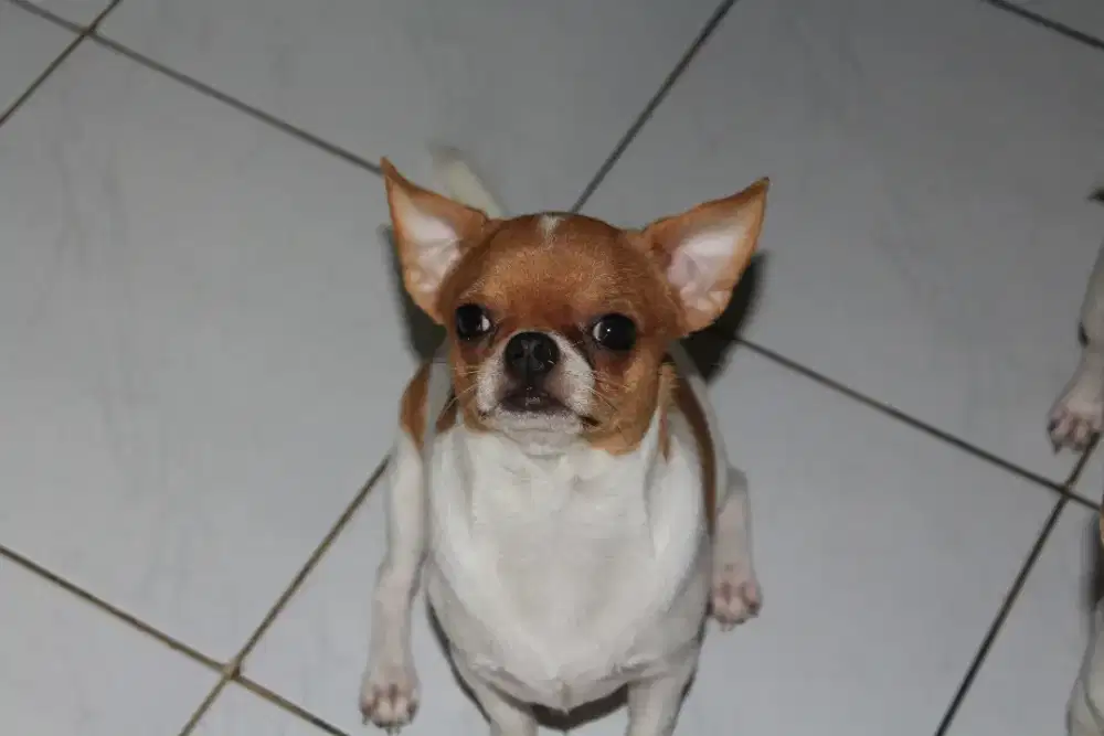 Jasa Pacak Anjing Chihuahua