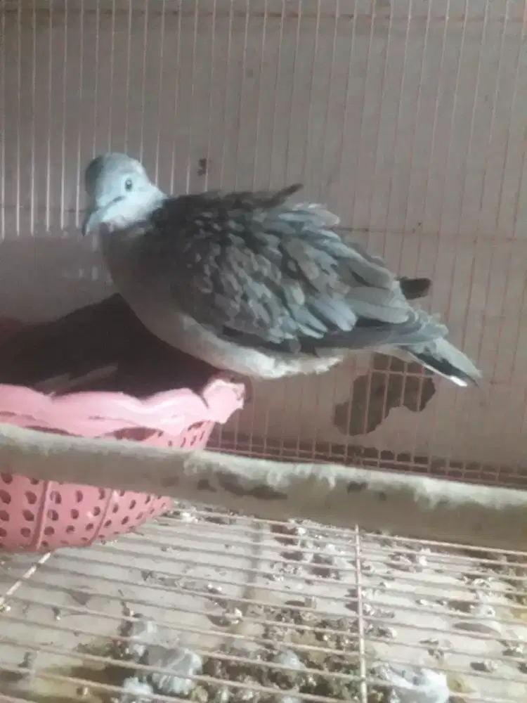 derkuku klantan betina babon produk sekali