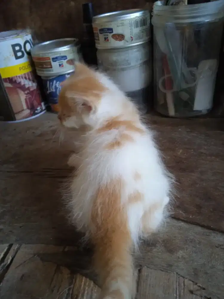 Kitten Persia Medium