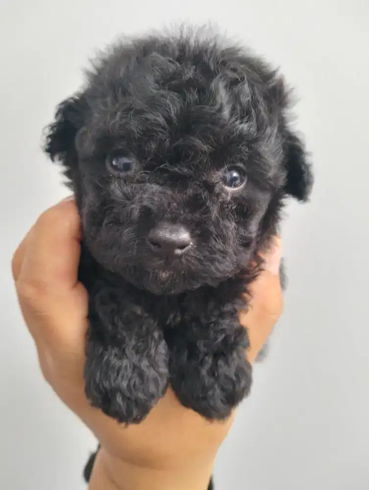 Poodle Hitam Betina