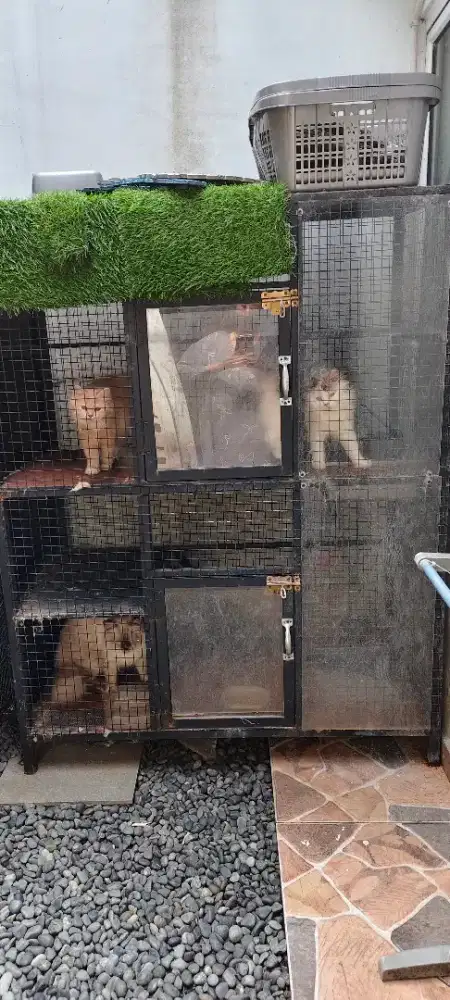 Kandang kucing tingkat 2