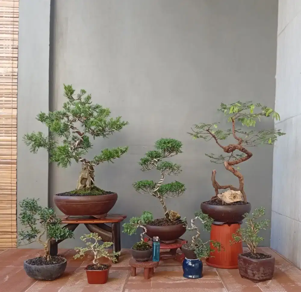 8 pot mini bonsai hias siap pajang