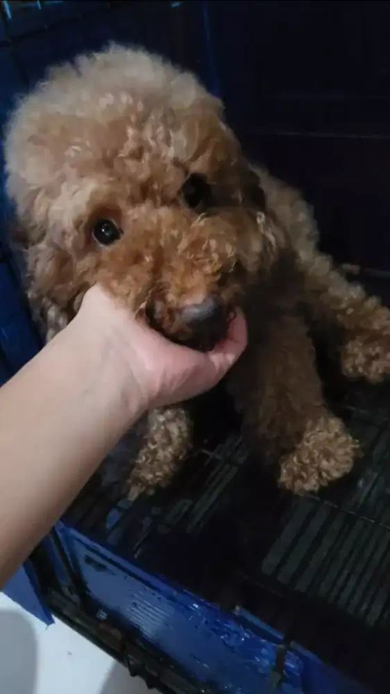 Poodle red betina 3 tahun