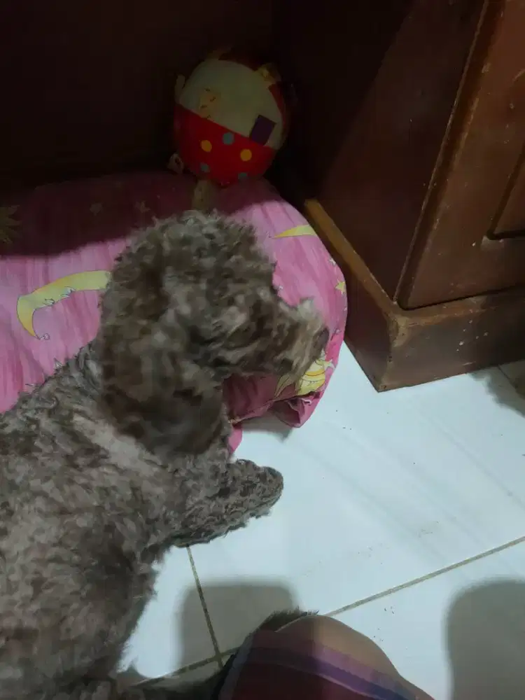 Sale toy poodle