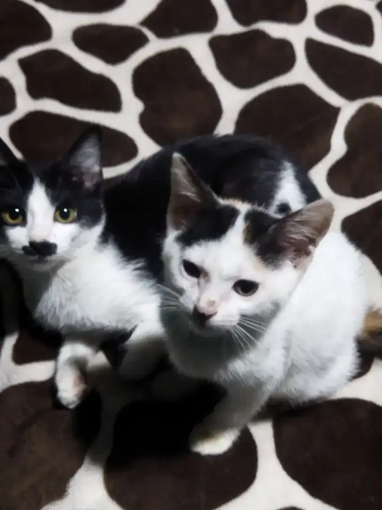 DICARI JASA RAWAT ANABUL