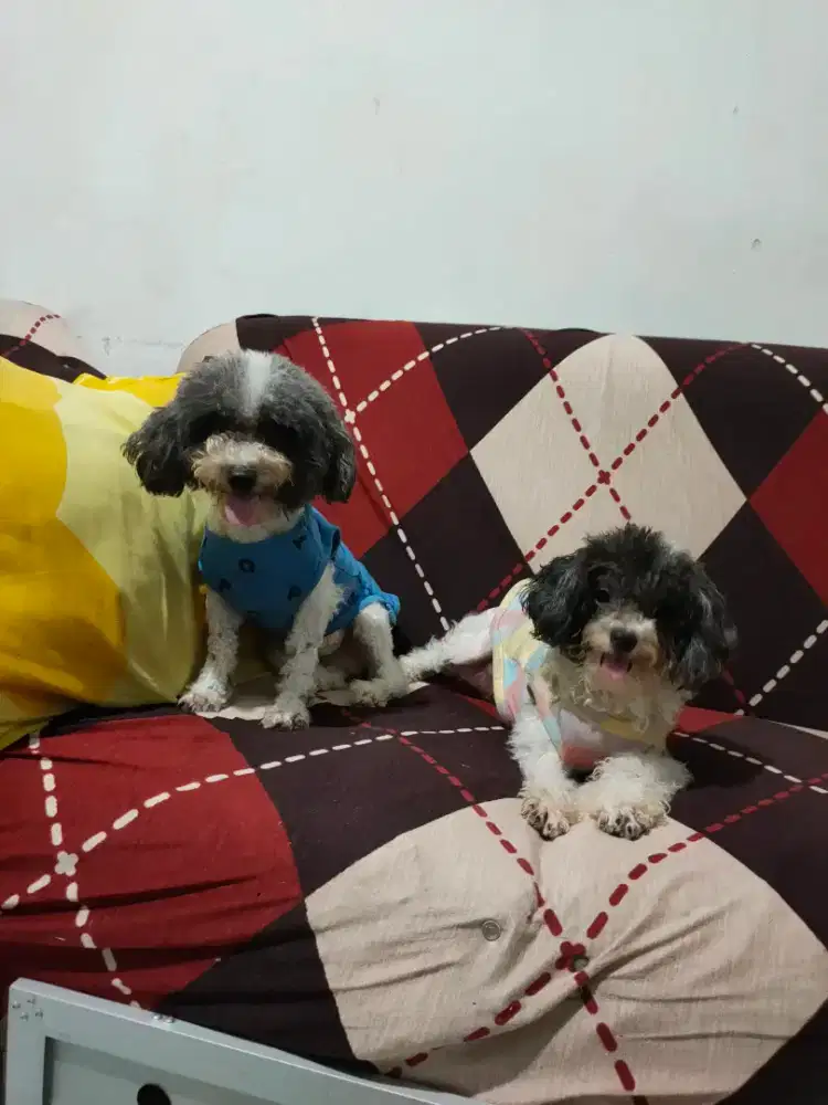 Sale toy poodle party silver