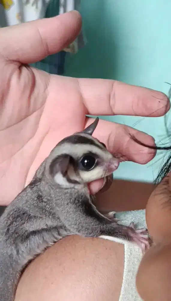 Sugar Glider Anakan dan Dewasa