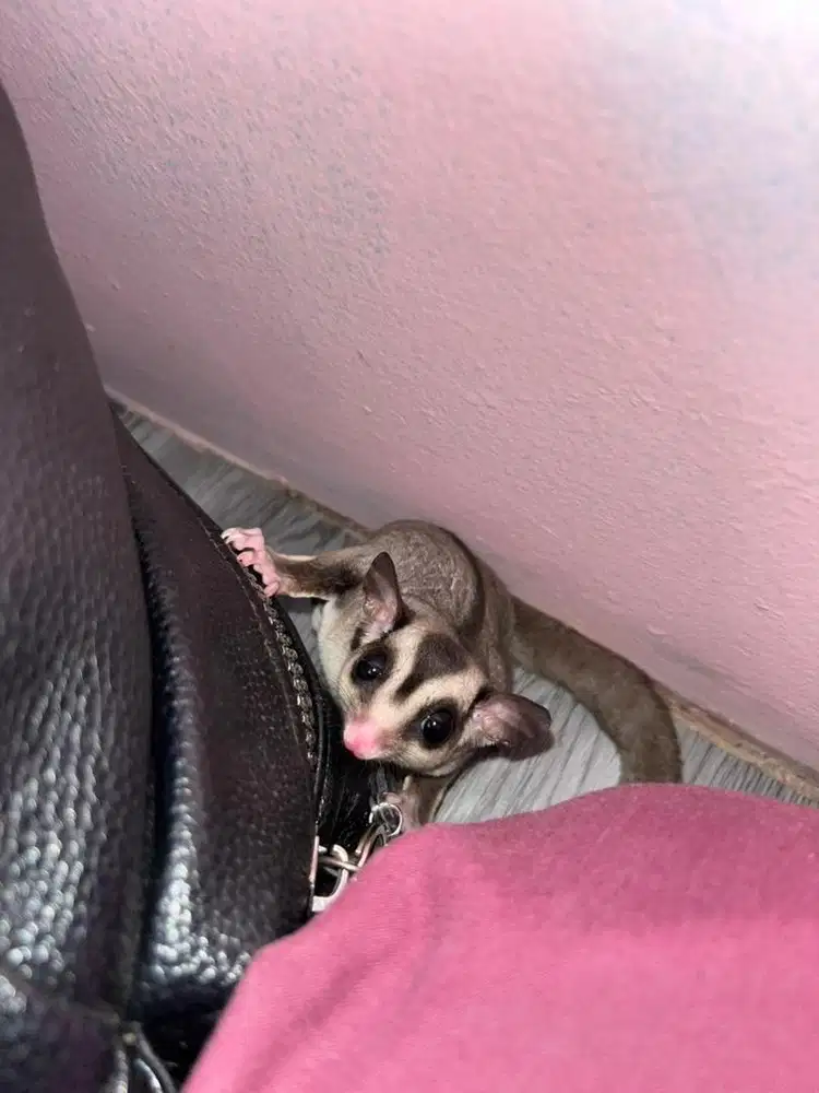 Sugar glider clasic