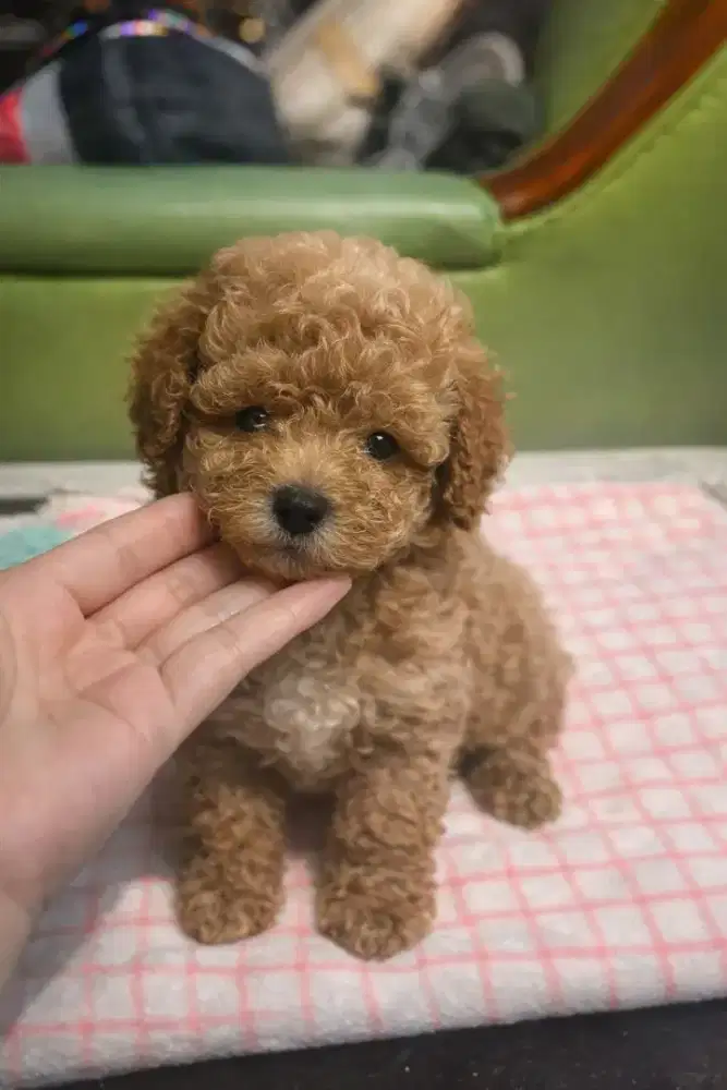 tiny apricot poodle