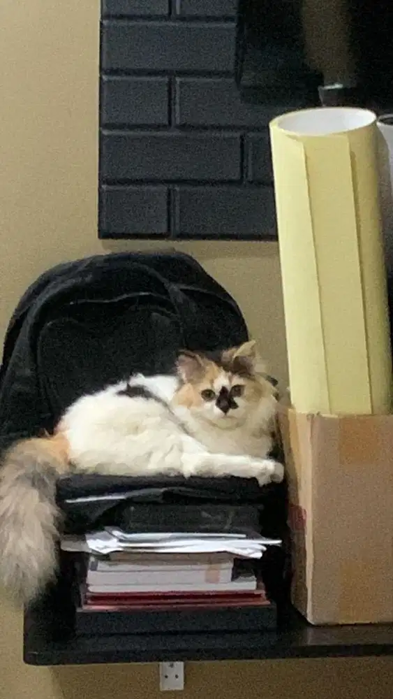 Kucing Perisa calico betina, sehat rutin vaksin n grooming