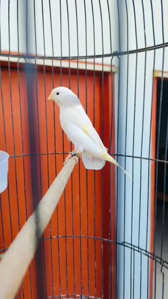 Kenari Jantan Putih Gacor