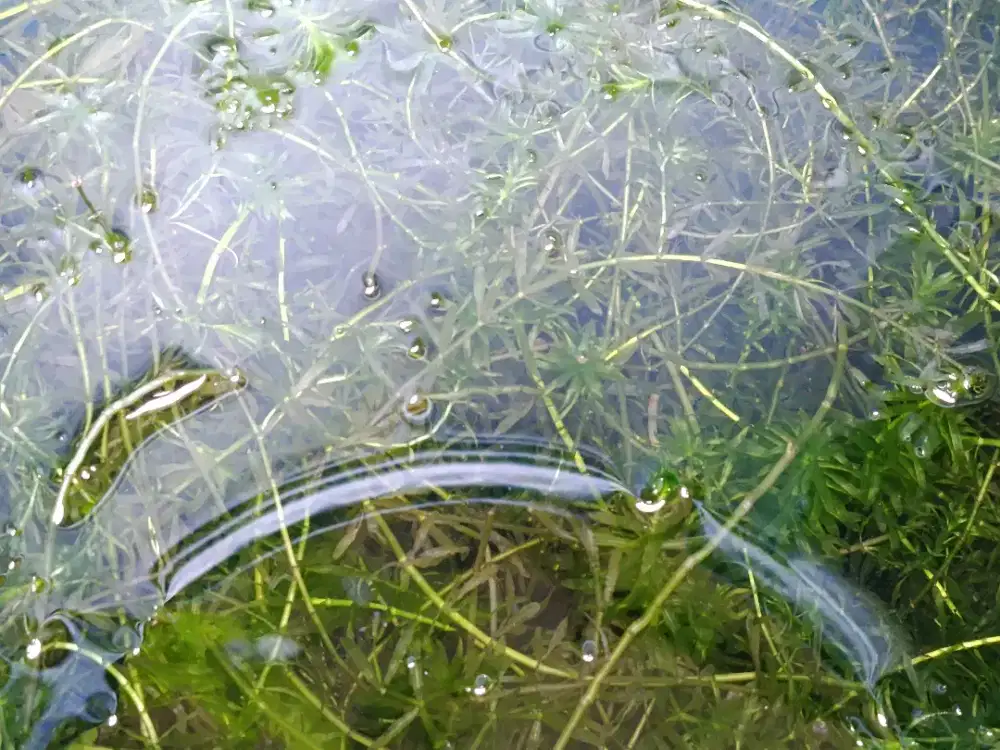 Tanaman Ganggang Air Tawar