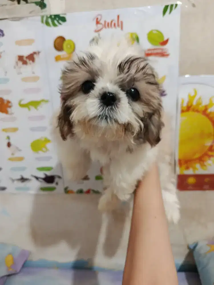 Di jual anakan shitzu