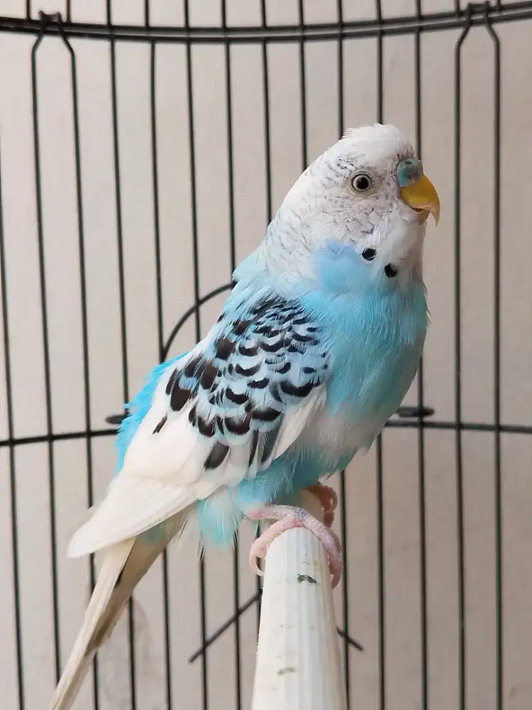 Burung Parkit lokal jantan gacor warna cantik