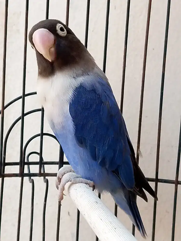 Burung lovebird betina cantik siap ternak