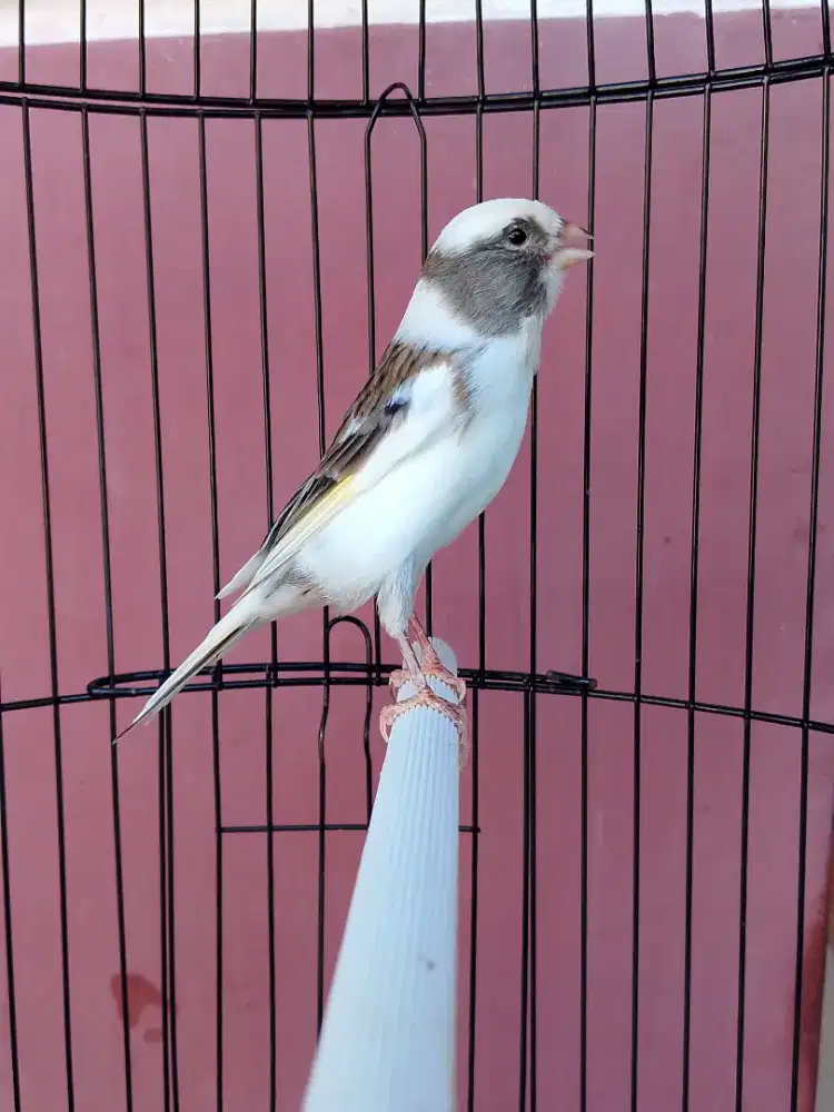 Burung kenari loper gacor warna favorit