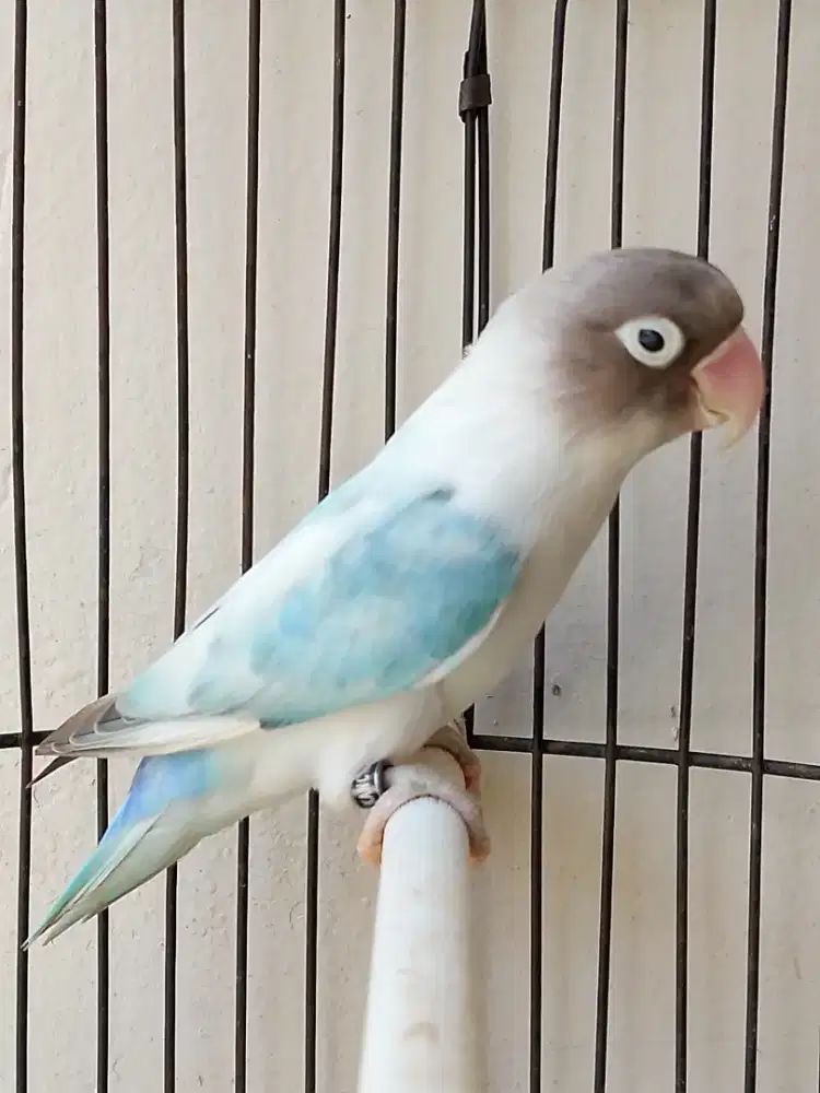 Burung lovebird jantan ganteng blorok minus