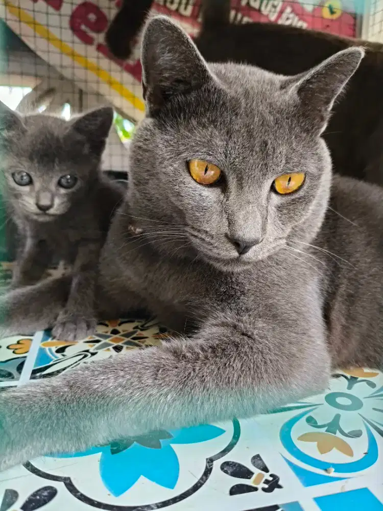 Lepas Adopt Kucing BSH