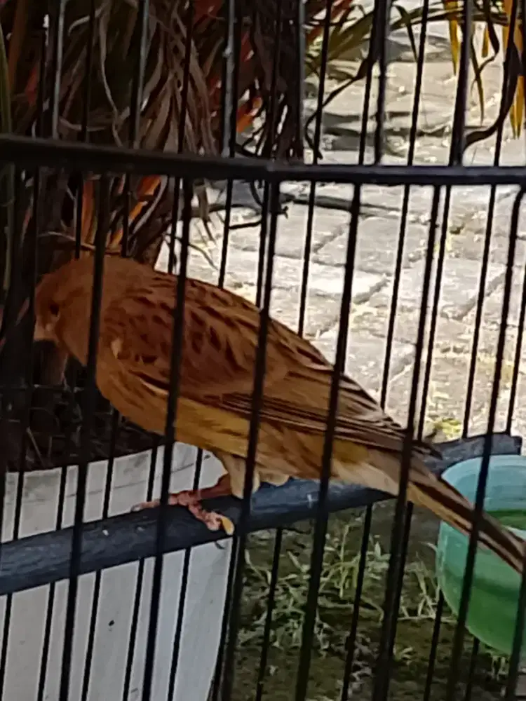 Kenari betina warna abu abu