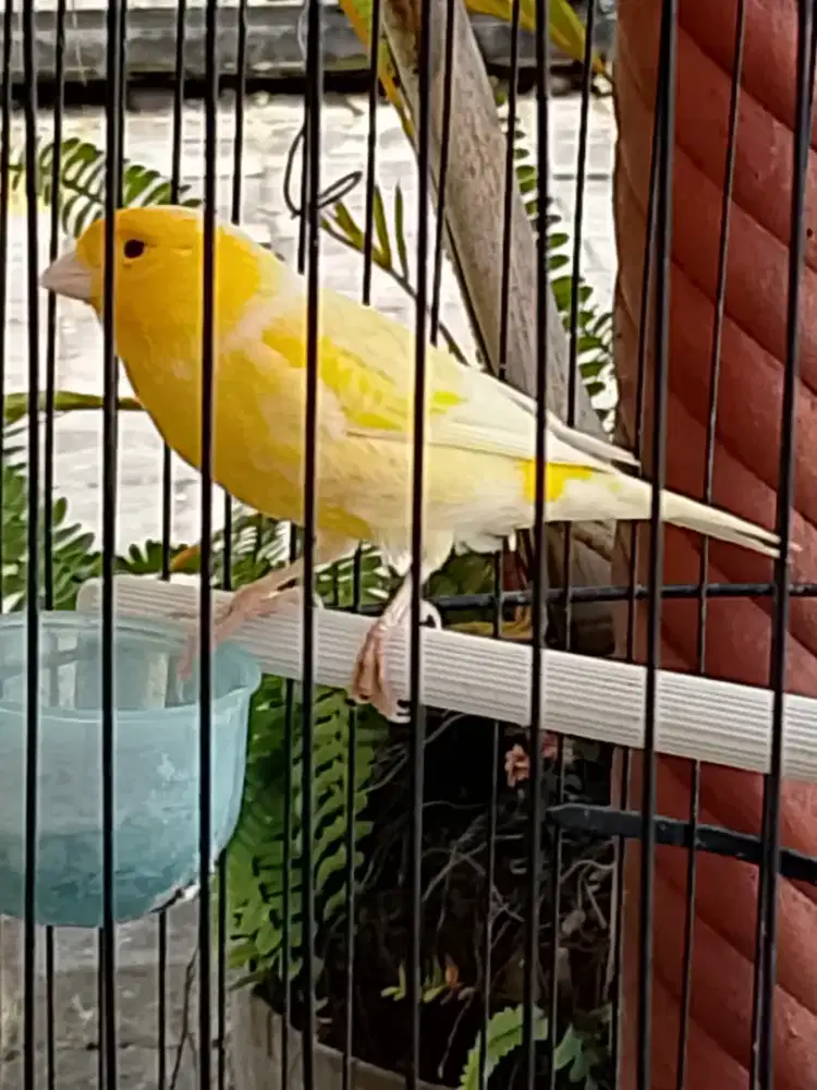 Kenari kuning polos seri AF Gacoran siap jadi pejantan