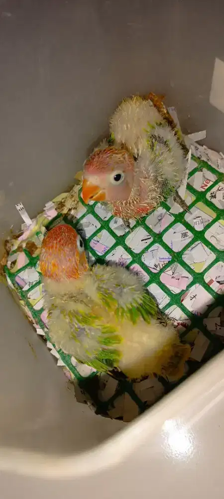 LB biola green, hrg per ekor