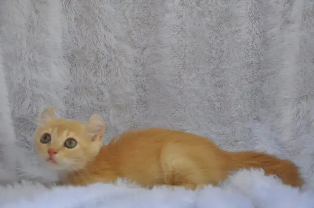 American curl/ kinkalo NS betina