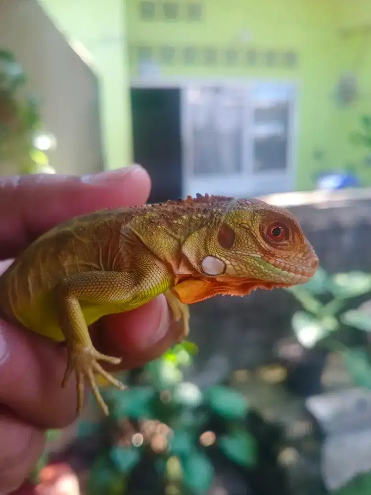 Iguana super red