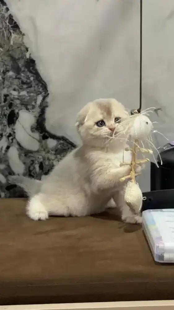 scottish fold betina blue golden