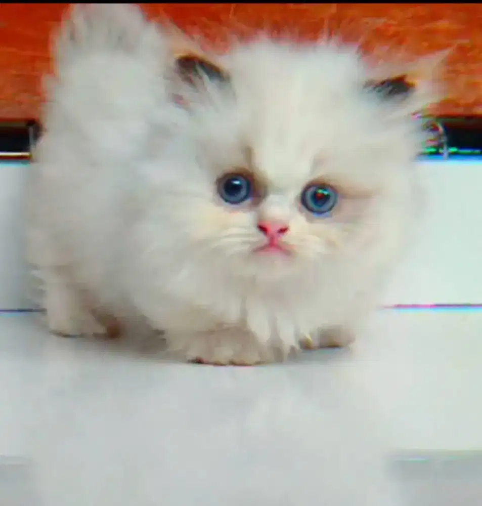 Kitten munchkin Ragdol simetris betina