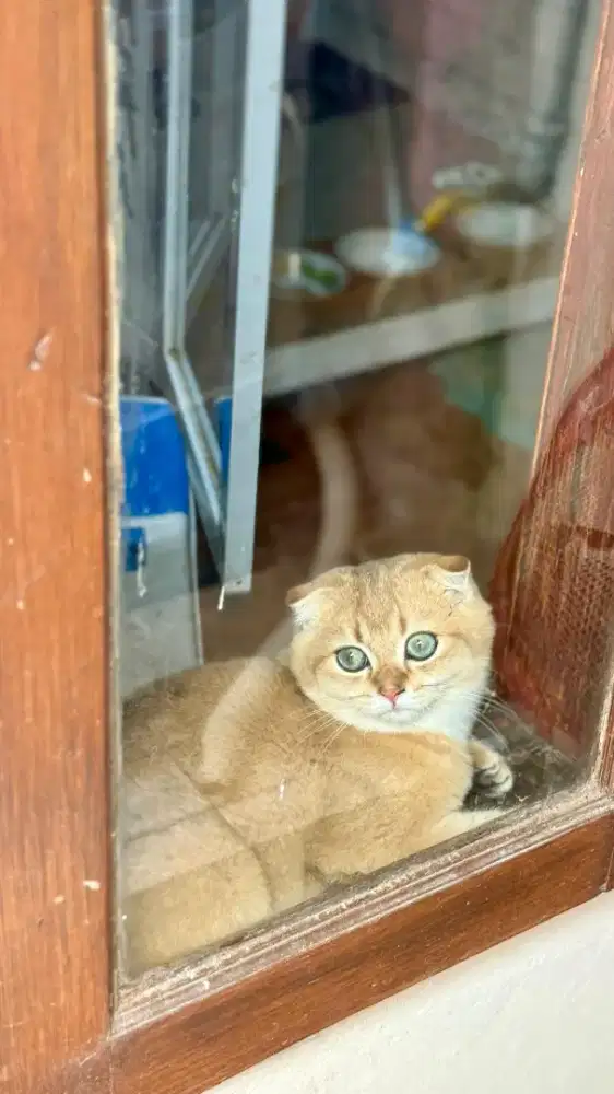 scottish fold jantan golden anak import