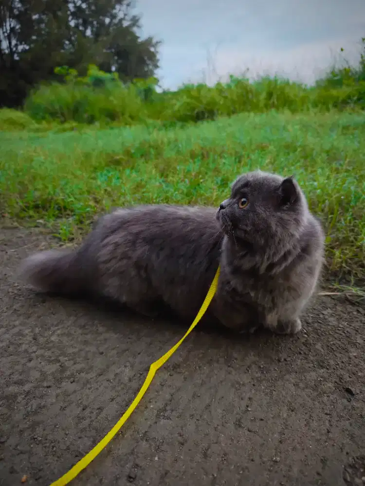 Lepas Adopt BLH Munchkin Super cebol (Lagi Hamil)