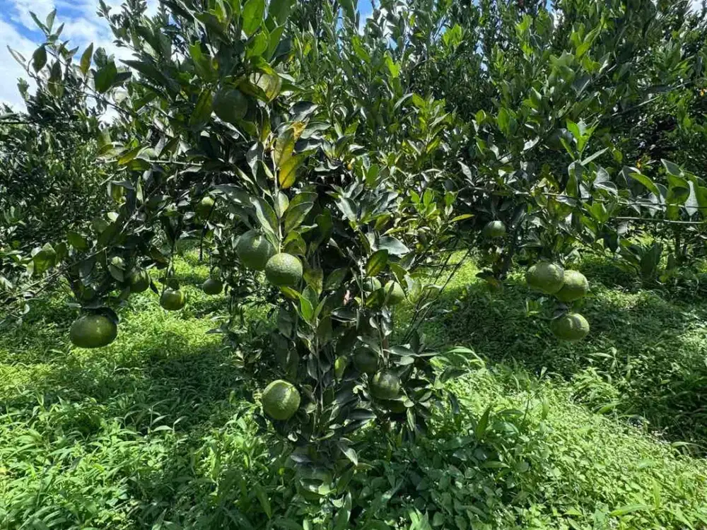 KEBUN JERUK SIAP PANEN KOTA BATU