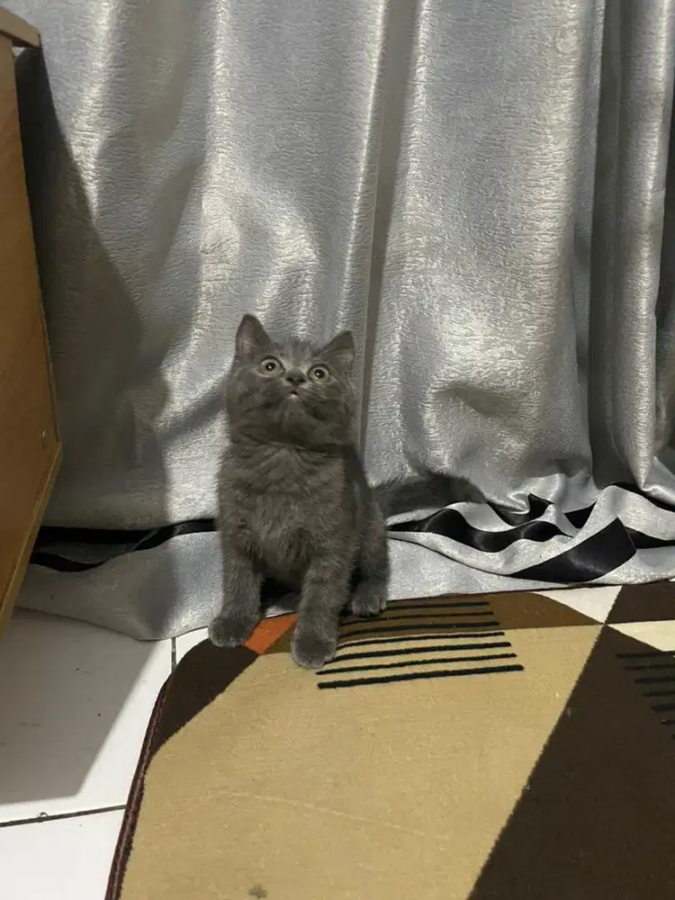 Bsh blue betina 3bln