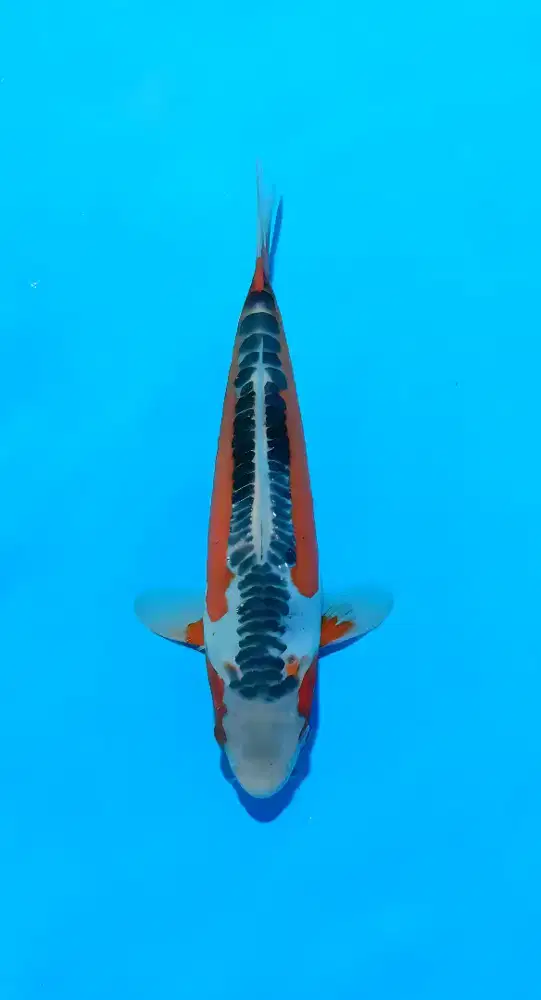 Koi Hana Shusui Super Quality