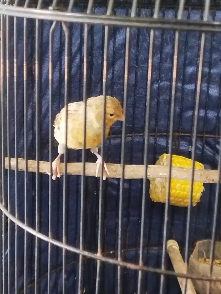 Kenari jantan muda fullset