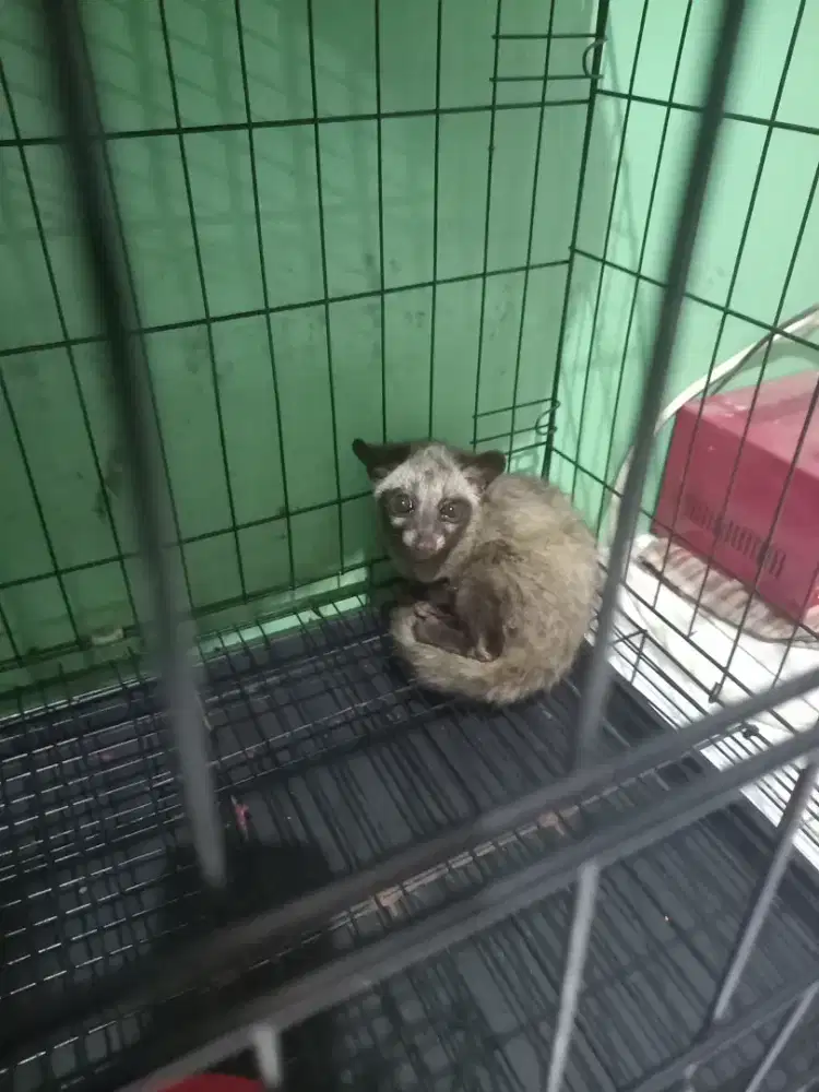 Musang pandan dan pet cargo