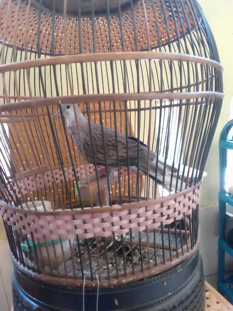 Burung Tekukur leopart