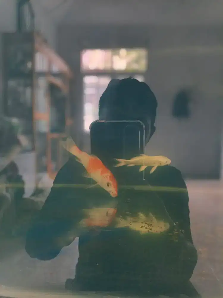 Koi kohaku dan koi platinum