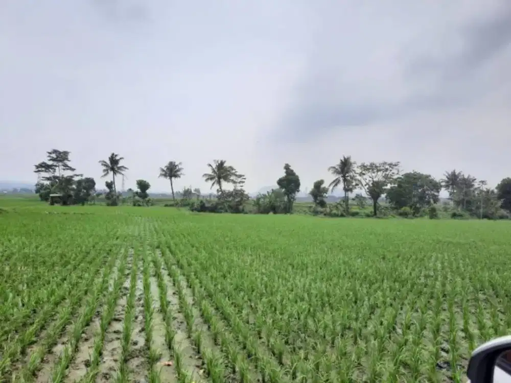 Dijual Tanah di Padalarang, SHM Lokasi Strategis Cocok untuk Investasi