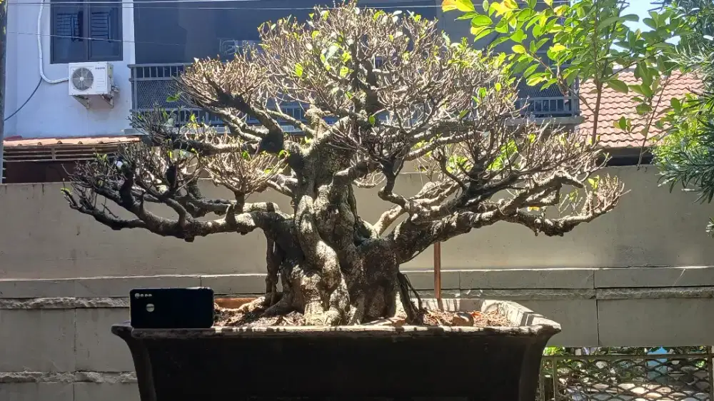 BONSAI BERINGIN KIMENG