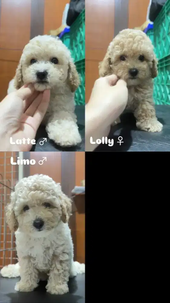 Anakan Toy pudel poodle stambum