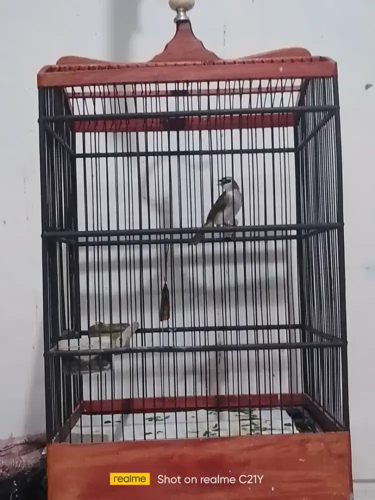 Trotokan rajin bunyi