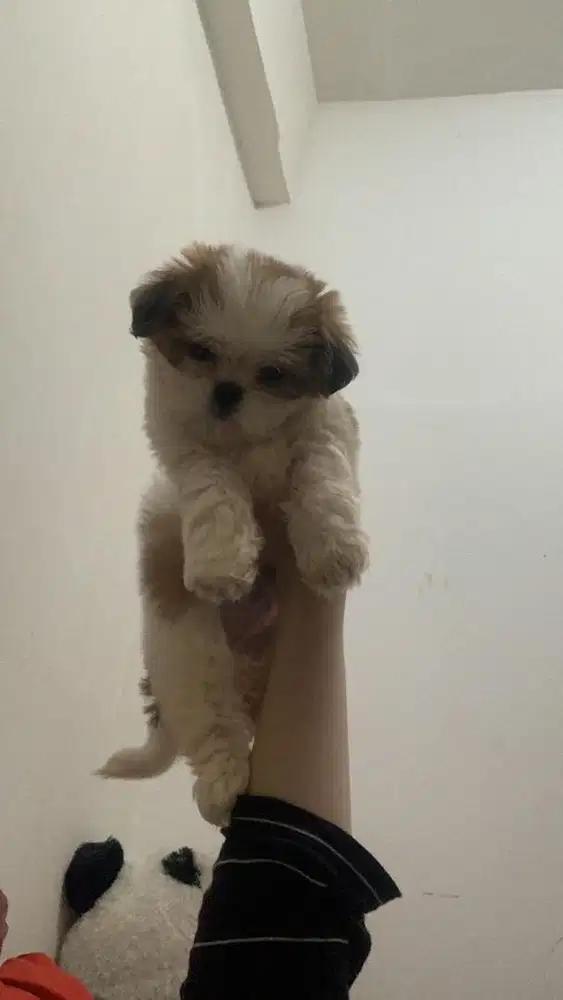 Anak Anjing Shih Tzu 2 Bulan, Sehat dan Lucu