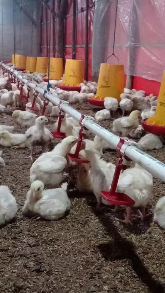 permisi pak/bu saya cari kerja apa aja