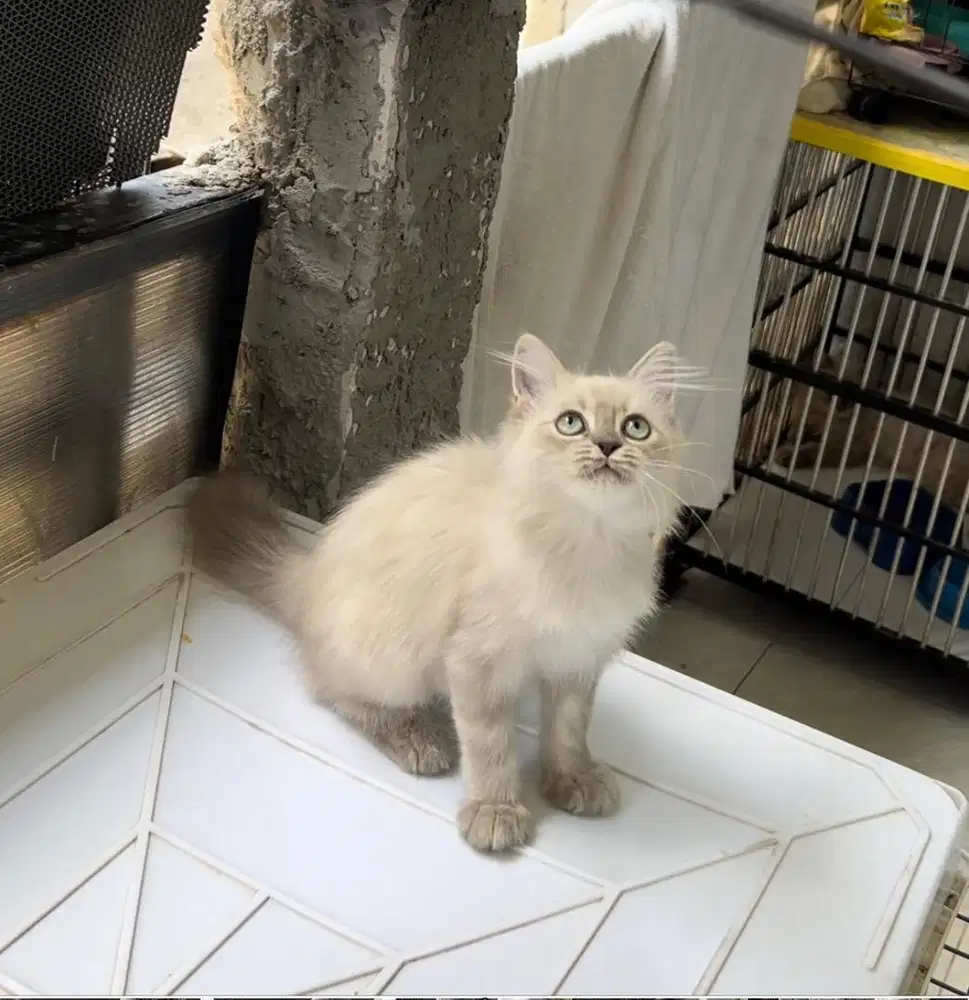 Kitten persia himalaya