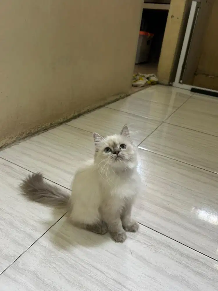 Kitten persia himalaya