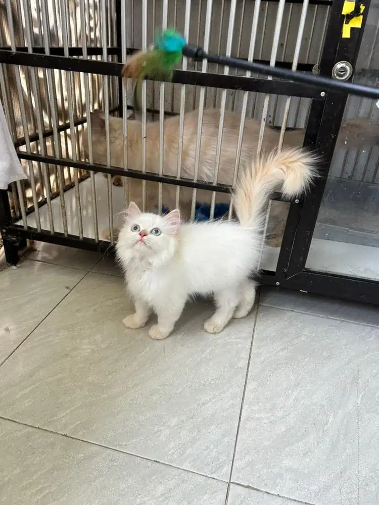 Kitten persia himalaya