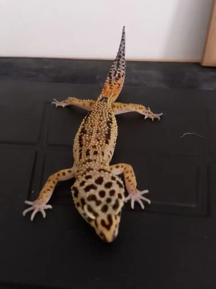 Leopard Gecko Tanggerine Carrot Tail