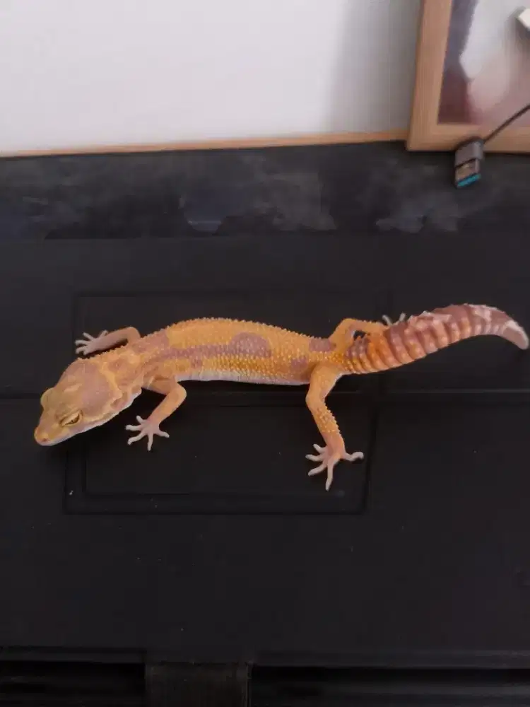 Leopard Gecko Tanggerine Bell Rainwater